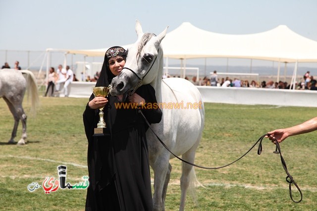 كفرقرع : سهارى بطلة الافراس ودينار بطل الفحول بمهرجان الربيع لجمال الخيول العربية ال٢١